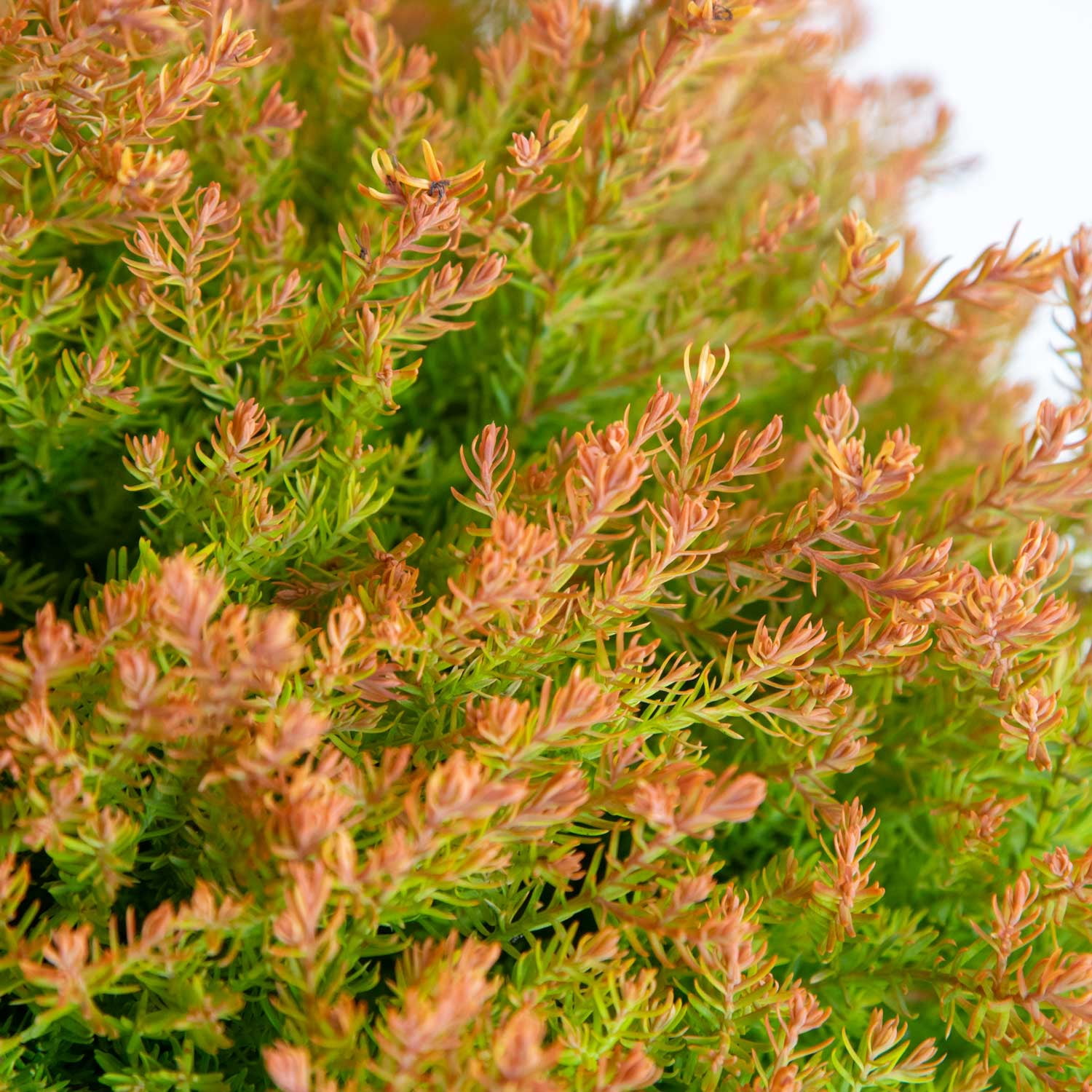 Southern Living Fire Chief Arborvitae Live Shrub in 2.5-Quart Grower Pot