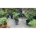 thumbnail image 6 of D-GROEE Plastic Plant Caddy with/without Easy Moving Caster Wheels Round Movable Planter Dolly Trolley Tray Pallet Outdoor Indoor Tree Flower Planter Stand Base, 6 of 6