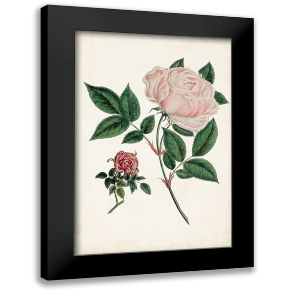 Vision Studio 11x14 Black Modern Framed Museum Art Print Titled - Vintage Rose Clippings I