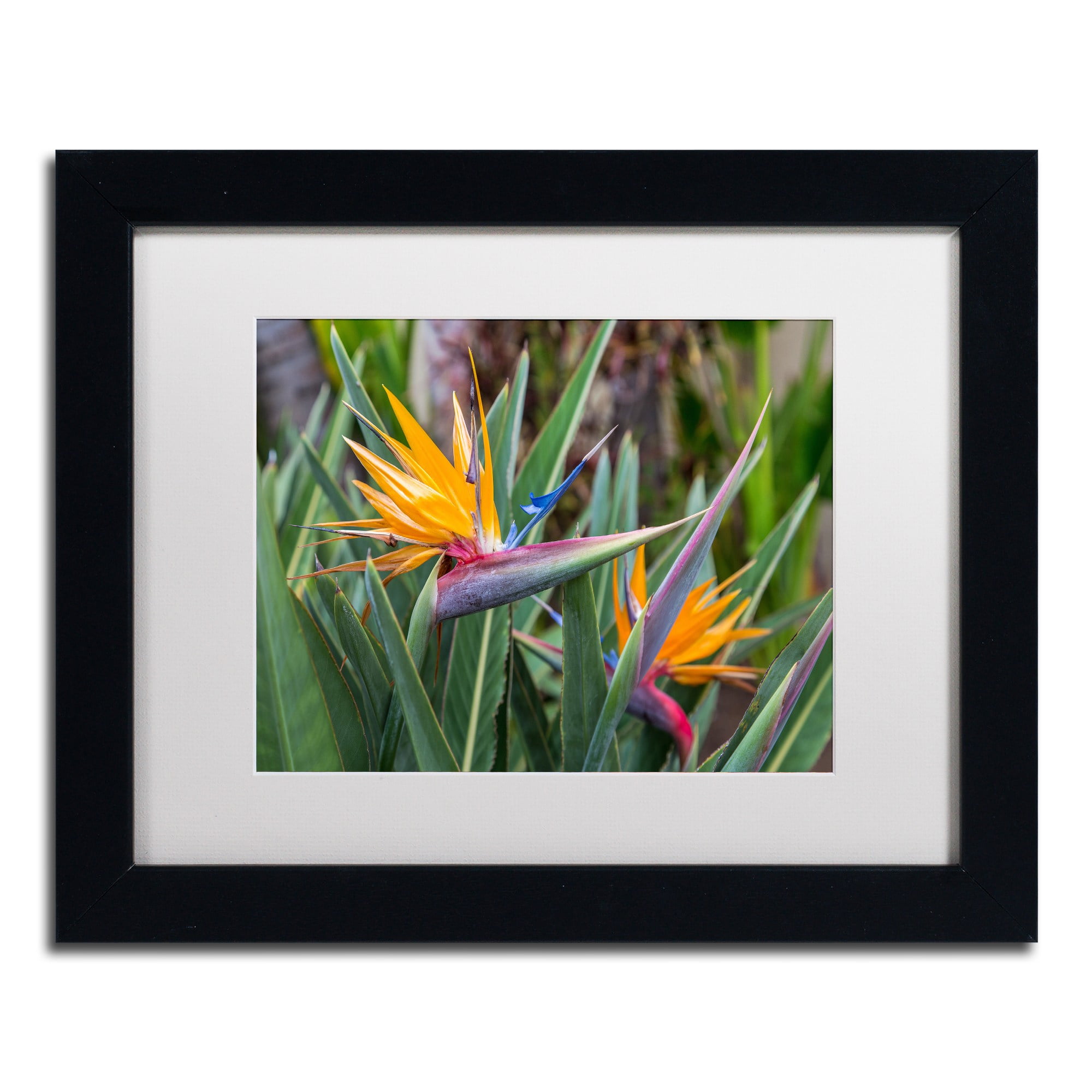 Trademark Fine Art 'Two Birds of Paradise' Canvas Art by Pierre Leclerc, White Matte, Black Frame