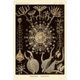 thumbnail image 3 of Haeckel, Ernst 13x18 Black Modern Framed Museum Art Print Titled - Haeckel Nature Illustrations: Phaeodaria radiolarians - Sepia Tint, 3 of 5