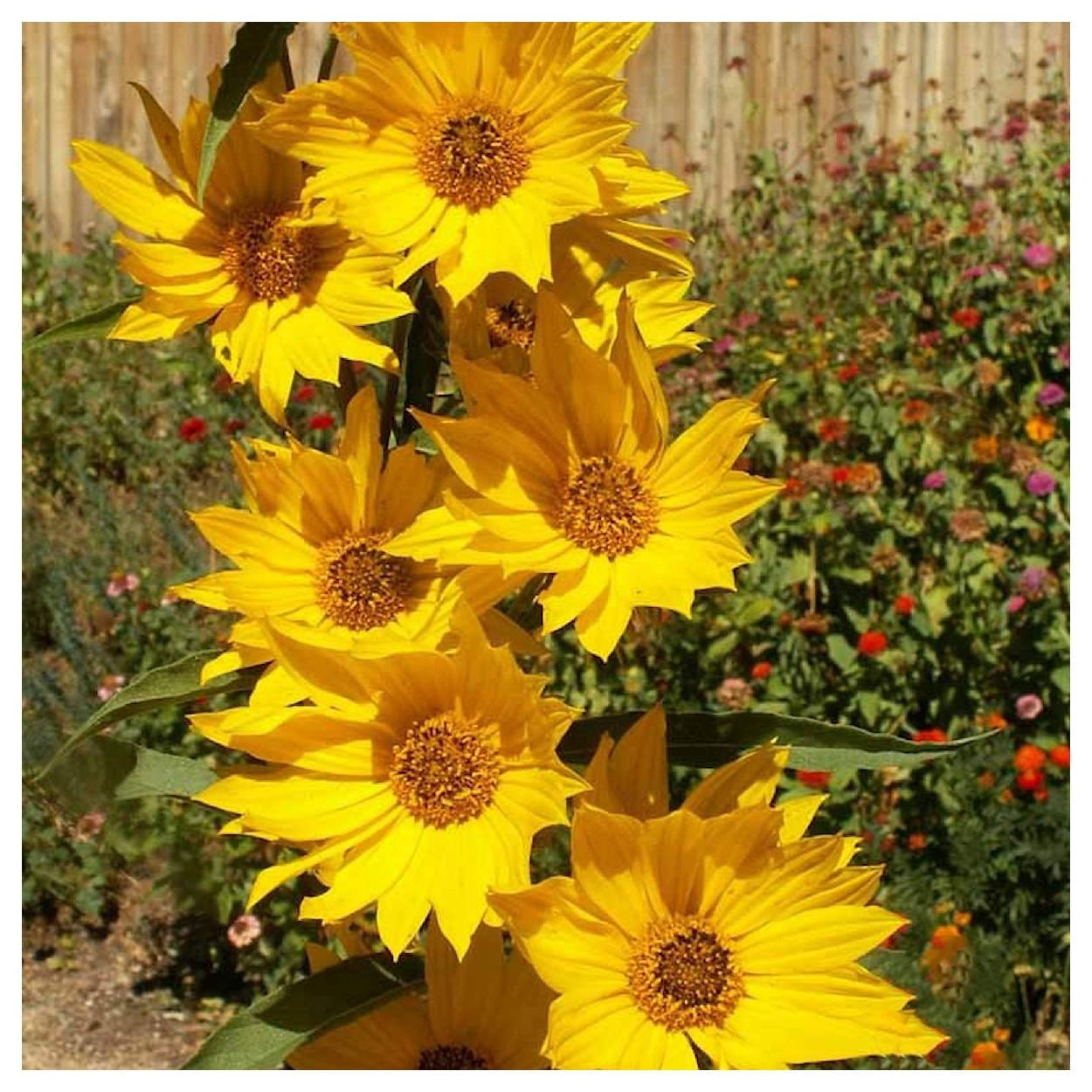Everwilde Farms - 1 lb Maximilian Sunflower Native Wildflower Seeds - Gold Vault Bulk Seed Packet