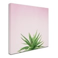 thumbnail image 2 of Trademark Fine Art 'Succulent Simplicity I on Pink' Canvas Art by Felicity Bradley, 2 of 3
