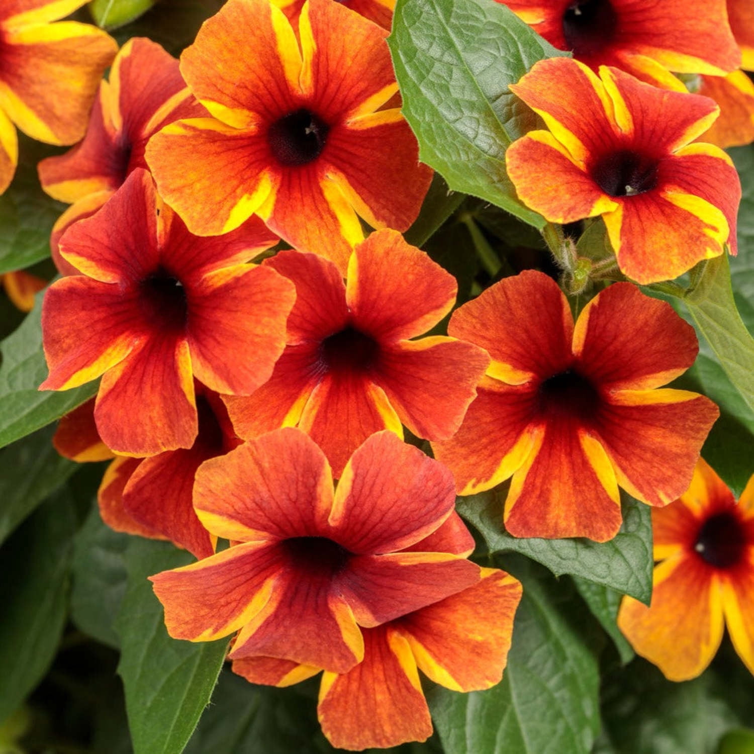 Proven Winners 8" Orange Tangerine Slice A-Peel Black-Eyed Susan Vine Live Plant in 6.5" Pot