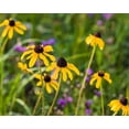 thumbnail image 2 of Richardson, Larry 18x15 White Modern Wood Framed Museum Art Print Titled - Black-eyed Susan blooms, 2 of 4