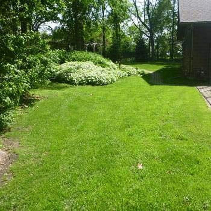 Outsidepride 1 lb. Poa Supina & Rough Bluegrass Elite Lawn Shade Grass Seed Mix