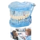thumbnail image 4 of Modelo De Simulación De Dientes Dentales, Modelo De Dientes Livianos Para Demostración De Investigación De Patología Ccdes Otros, 4 of 8
