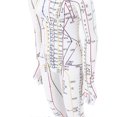 thumbnail image 4 of Modèle d'acupuncture de 52 cm, modèle de corps humain, modèle d'acupuncture complet avec base pour démonstration pédagogique aux étudiants, femme, 4 of 4