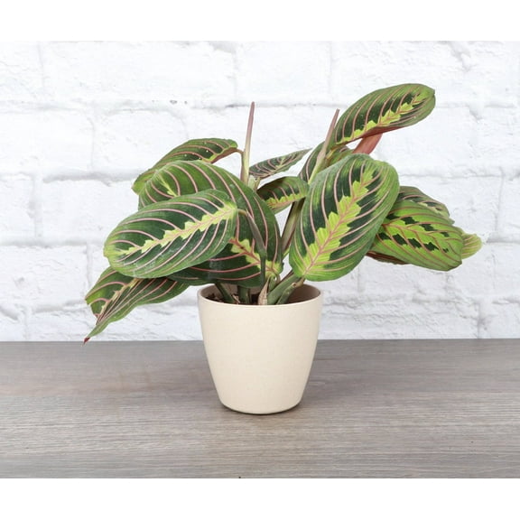 Live Red Prayer Plant - 4" Eco Pot - Natural