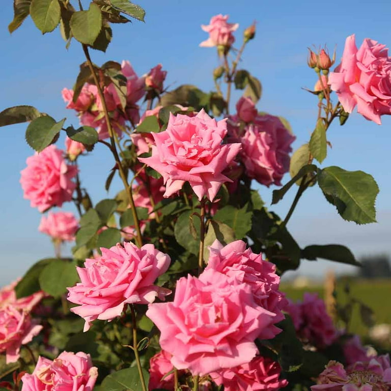 Heirloom Roses - Aunt Honey Hardy Rose Bush - Walmart.com