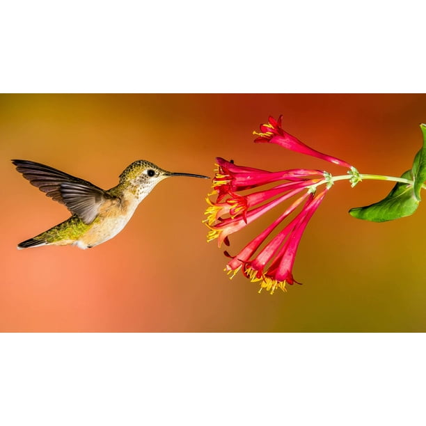 Hummingbird Wildflower Seed Mix Perennial Garden for Hummingbirds