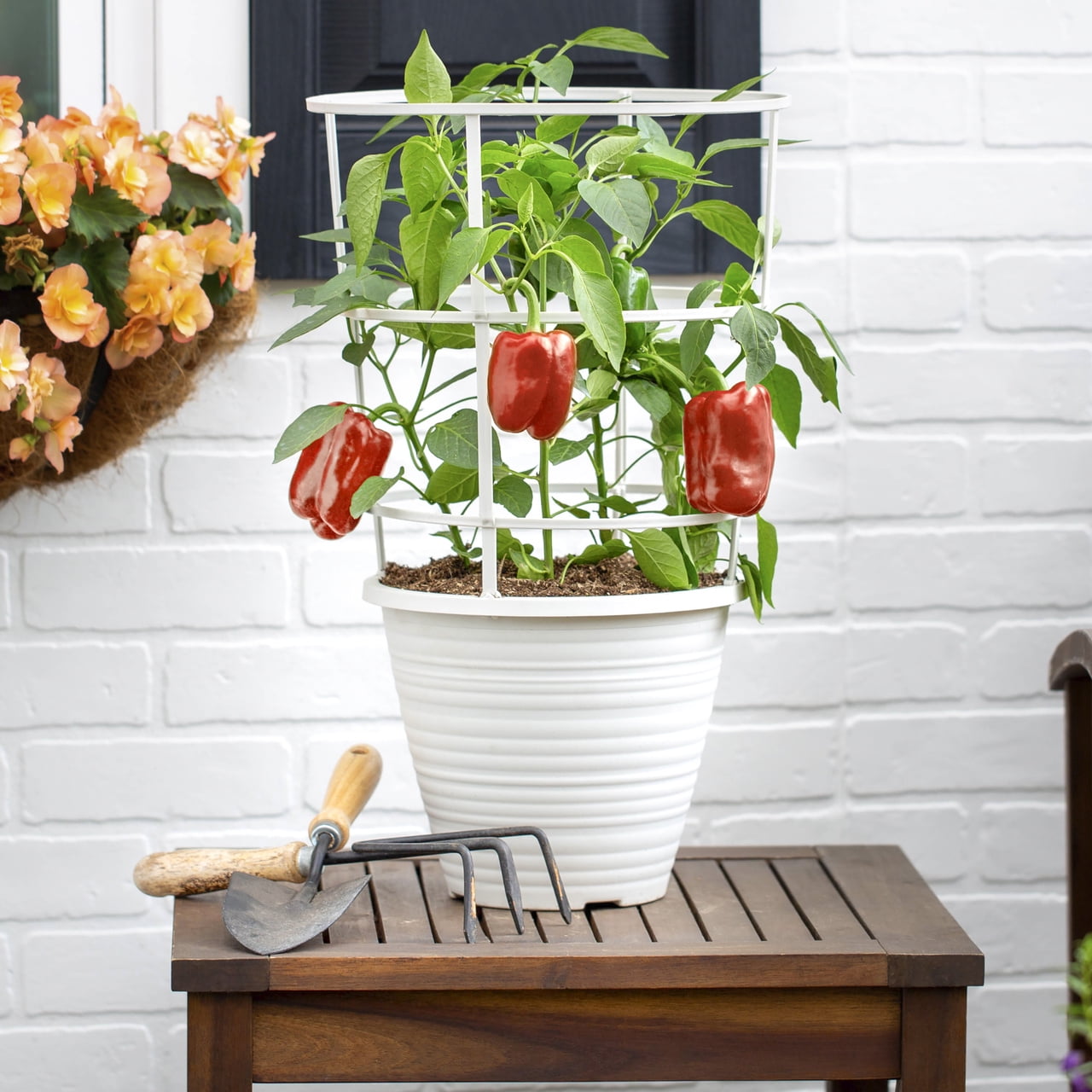 Expert Gardener 1PT Sweet Pepper Live Edible Plant Sun 6-Pack