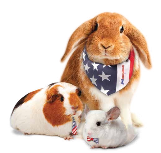 Timothy Gold Hay 2 Pack