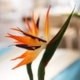 thumbnail image 6 of Yirtree Large Bird of Paradise 25 Inch Permanent Flower ,UV Resistant No Fade Flower Part is Made of Soft Rubber PU,Artificial Flower Plants for Home Office, 6 of 8