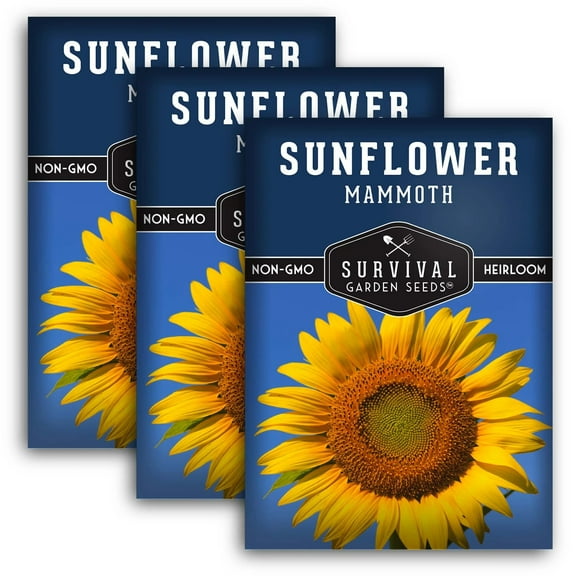 3 Packs Mammoth Sunflower Seeds - Non-GMO Heirloom Full Sun Annual Flower