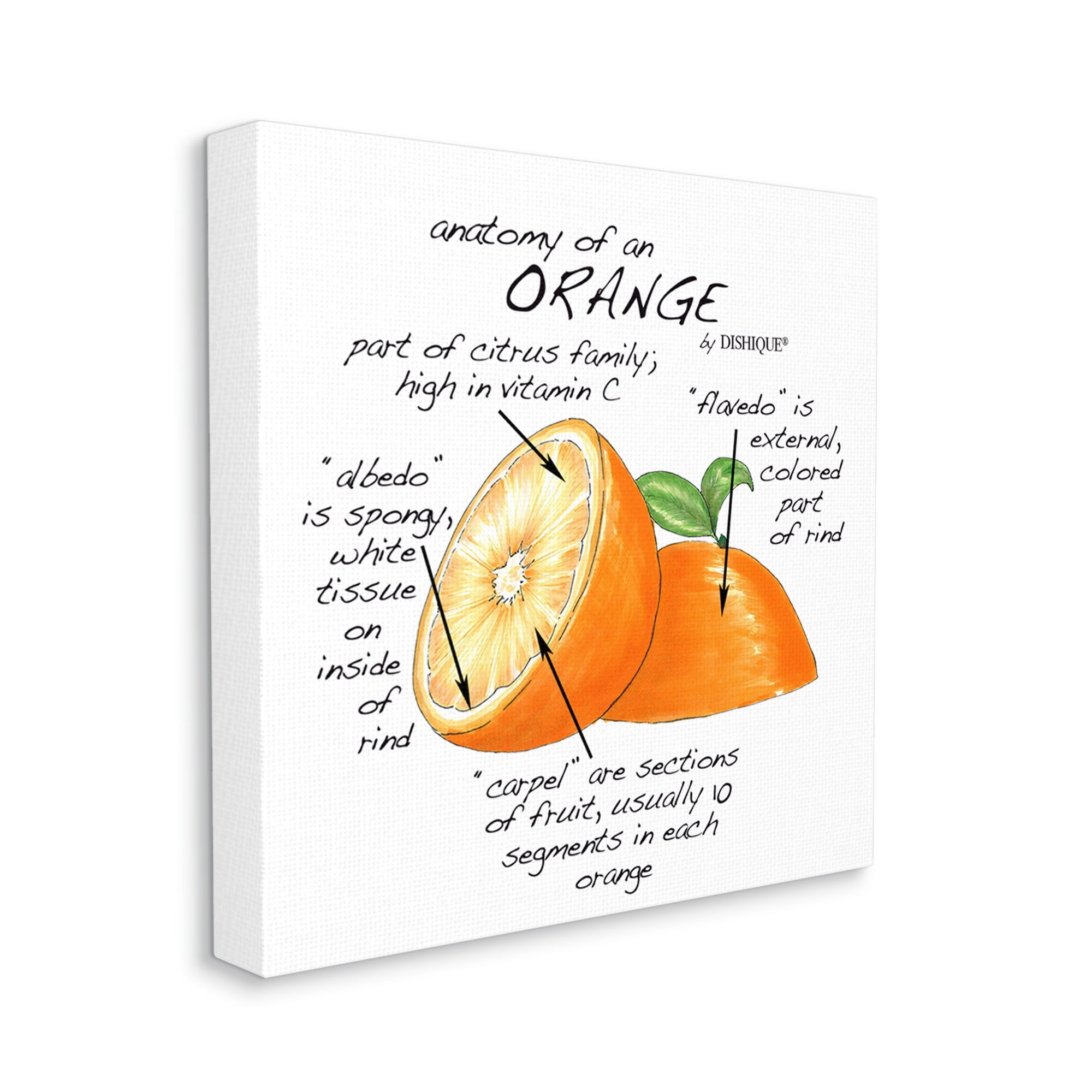 Stupell Industries Orange Citrus Fruit Chart Informative Learning Diagram Graphic Art Gallery Wrapped Canvas Print Wall Art, Design by Dishique