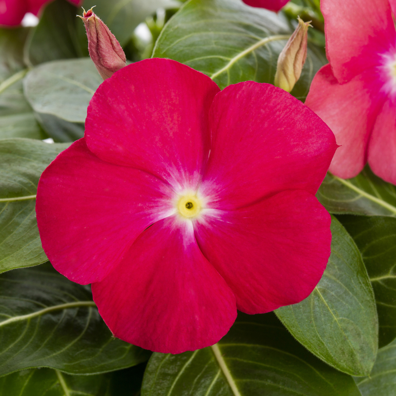 Expert Gardener Multicolor Vinca Live Annual Plant, 1 Pint Grower Pot, 6-Pack, Full Sun