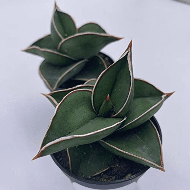calathea orbifolia wiki Buy Calathea Orbifolia SG - Premium Houseplants main image 0