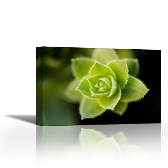 Succulent Blossom I - Contemporary Fine Art Giclee on Canvas Gallery Wrap - wall décor - Art painting - 27 x 18 Inch - Ready to Hang