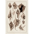 thumbnail image 2 of Sowerby, G.B. 23x32 White Modern Wood Framed Museum Art Print Titled - Shells: Trachelipoda #5 (Sepia), 2 of 4