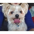 thumbnail image 4 of Life Balance Complete Dog Tabs, 4 of 8