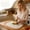 White WH, variant on Naittoop Plastic Bear-shaped Cutting Board for Kitchen,Chopping Boards Non-Slip for Cooking Camping Dishwasher Safe, Reversible, with Grip Handle,11.9*11.9 in,White