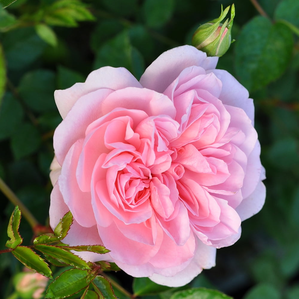 Heirloom Roses Bonica Rose