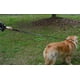 thumbnail image 4 of Collar negro para mascotas, Collar para mascotas, Collar de cuero, Collar para perros, Collar para perros, suministros para mascotas, 4 of 5