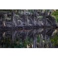 thumbnail image 2 of Jones, Adam 18x13 Gold Ornate Wood Framed with Double Matting Museum Art Print Titled - Cypress knees along-Econlockhatchee River-a blackwater tributary of the St Johns River, 2 of 4