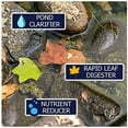 Winterkleen Fall Winter Bacteria For Ponds Koi Pond Winterizer, Leaf