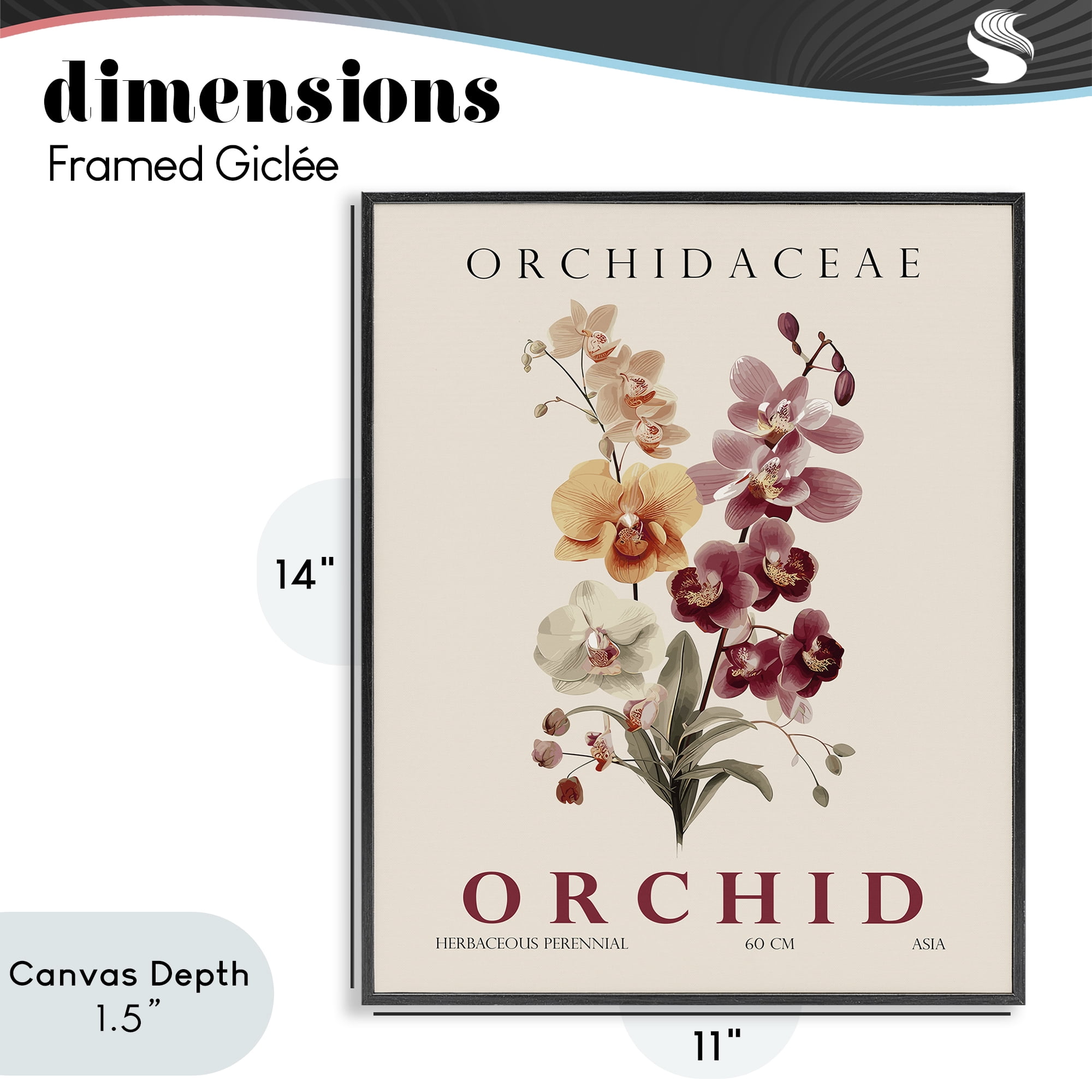 Stupell Industries Natural Orchid Bundle Black Framed Giclee Art, design by Christopher Giampietro