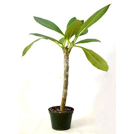 Dwarf Pear Trees - 9GreenBox - Dwarf Singapore Pink Plumeria - 5'' Pot