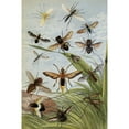 thumbnail image 2 of William Houghton 17x24 Gold Ornate Framed and Double Matted Museum Art Print Titled - Diptera (1877), 2 of 4
