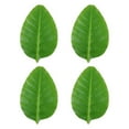 thumbnail image 6 of Banana Leaves for Cooking on Sale Barhoo Banana Leaf Plates 4 Pieces Simulation Banana Leaves Fashion Home Garden Accessory and Sturdy Materials Clearance Four Artificial Banana Leaves, 6 of 7