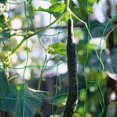 thumbnail image 4 of Plant Climbing Net, Polyester Flexible Garden Cage Netting, indoor open greenhouse vines plant support growing network net, green, 1.8m x 2,7m, 4 of 5