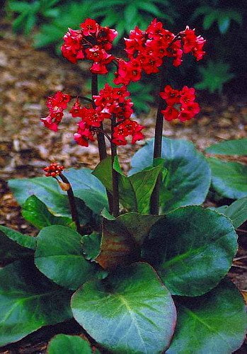 Red Beauty Hardy African Violet - Bergenia cordifolia - 4" Pot- Very  Hardy/Shade - Walmart.com