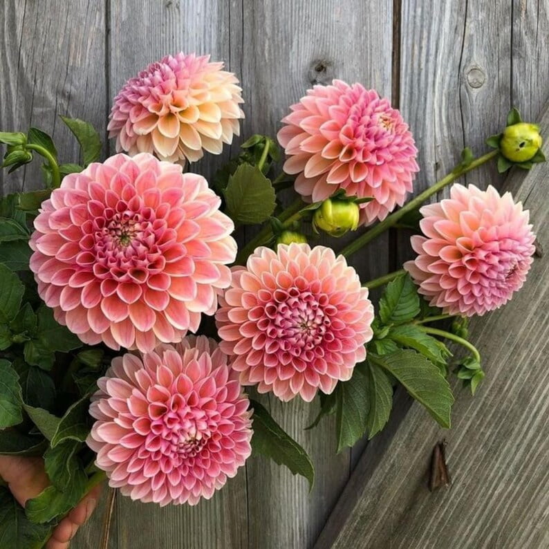 40 Seeds - Linda's Dahlia Seeds - Pollinator Friendly,, Heirloom Flower Seeds Mix for Gardens