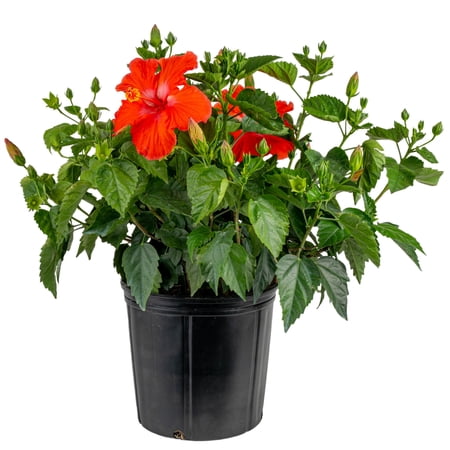 Island Blooms by Costa Farms 2G Red Hibiscus in grower pot, Direct Sunlight, Live Flowering Outdoor Plant