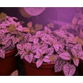 thumbnail image 2 of Miracle LED Absolute Daylight MAX Red & Blue LED Grow Lite - Replaces up to 150W, 2 of 4