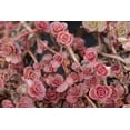 thumbnail image 3 of 50 Red DRAGONS BLOOD SEDUM Stonecrop Sedum Spurium Flower Seeds, 3 of 4