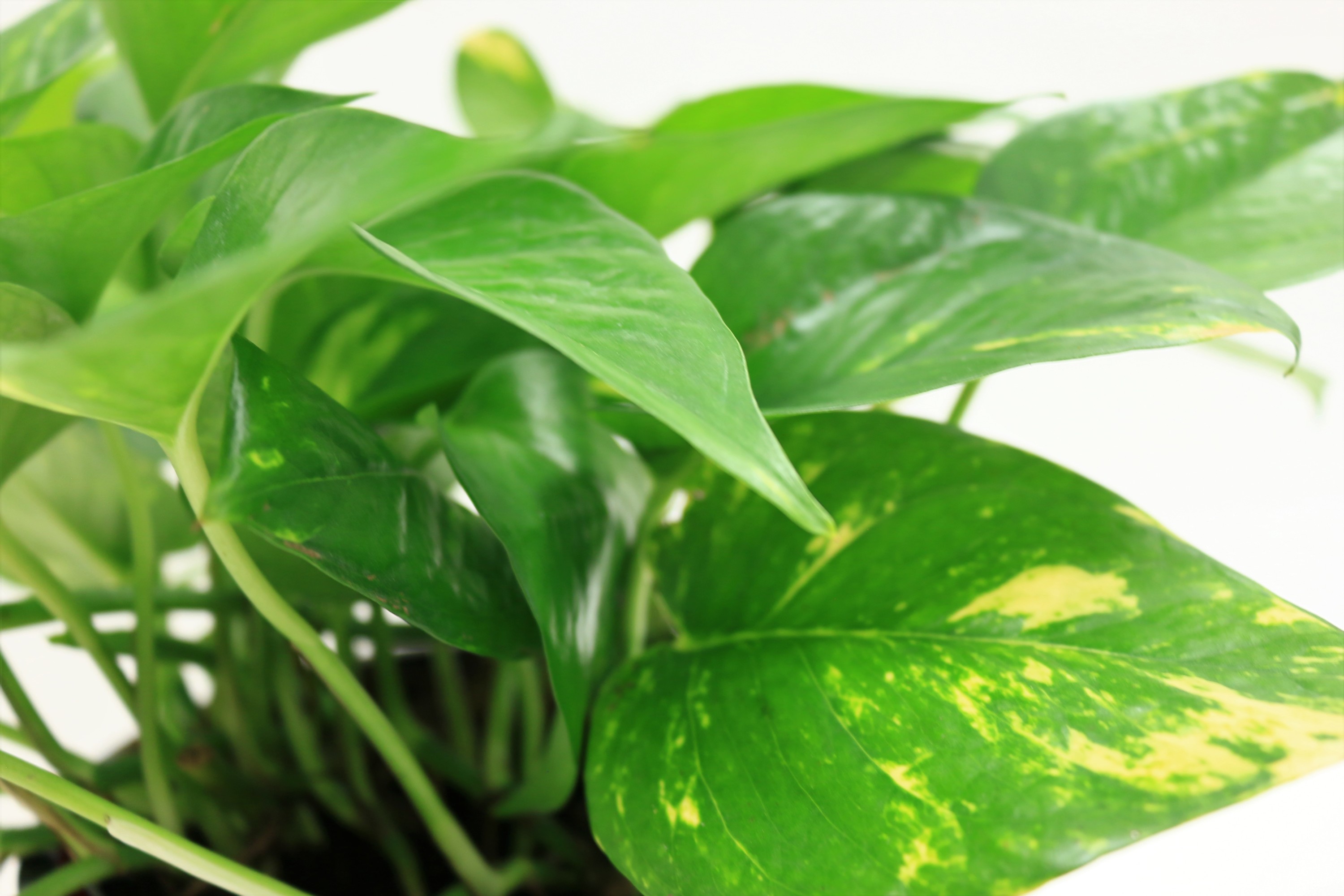 Costa Farms Live Indoor 10in. Tall Devil's Ivy Pothos; Medium, Indirect Light Plant in 6in. Grower Pot - image 3 of 11