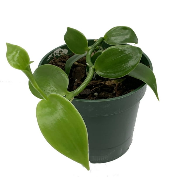 Vanilla Vine Orchid Plant Vanilla planifolia 4" pot Source of