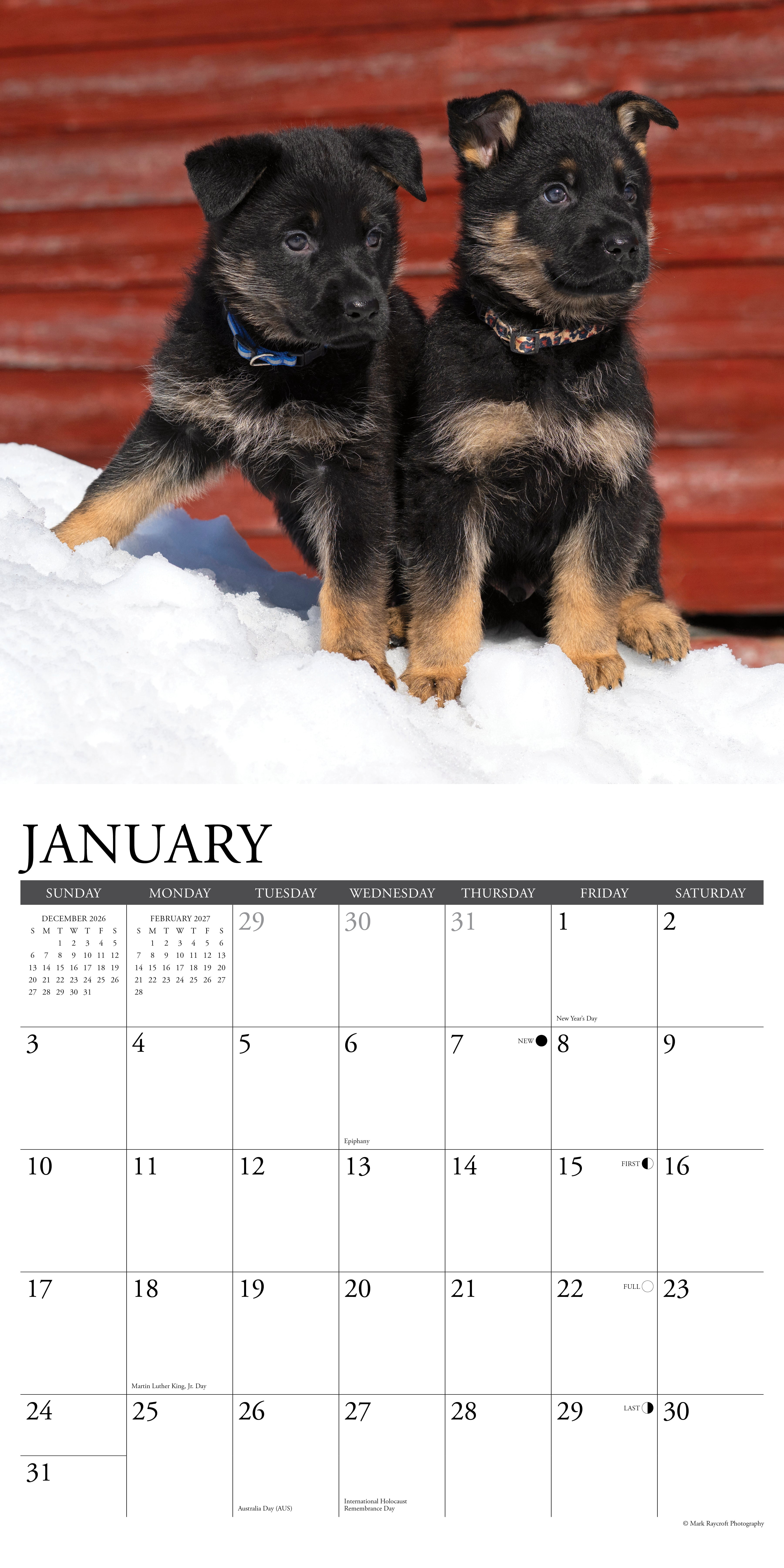 Willow Creek Press, German Shepherd Puppies 2027 Wall Calendar