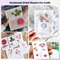 thumbnail image 3 of Flores prensadas secas ZMRU Pink Fairy para manualidades de 12 pulgadas, 3 of 7