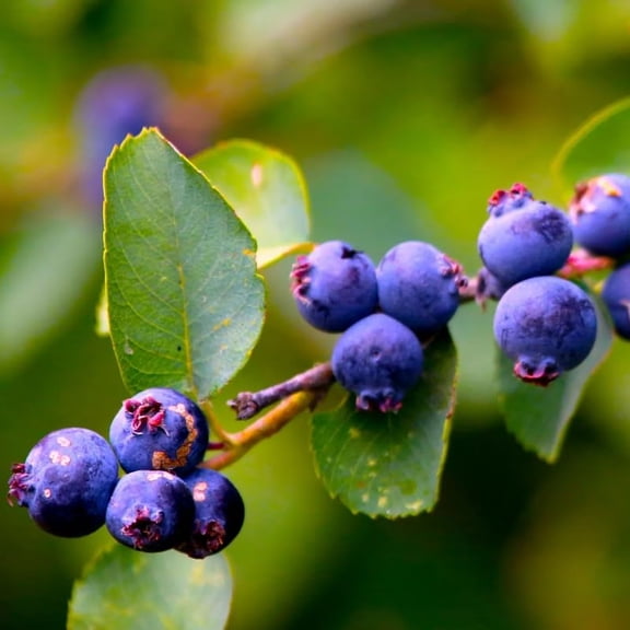 Serviceberry Plant Live, Sweet Edible Berry Plant, 6-12 Inch Tall
