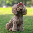 thumbnail image 4 of Mini Canvas Puppy Outdoor Sunscreen Supplies Kitten Dog Hats Cat Baseball Cap Pet Sunbonnet Costume Accessories M BLACK, 4 of 8