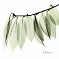 thumbnail image 3 of Koetsier, Albert 20x20 Black Modern Framed Museum Art Print Titled - Camelia Leaf In White, 3 of 5