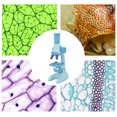 thumbnail image 1 of Kids Microscope, Easy To Use Microscope Science Kit 1200X Magnification with Specimen Slide for Children Students for Home School, 1 of 7