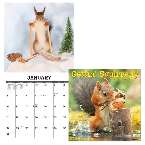 Willow Creek Press 2021 Gettin' Squirrelly Wall Calendar