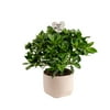 Costa Farms Live Indoor 12in. Tall White Gardenia Plant in 6in. Pink Decor Pot with Mother's Day topper